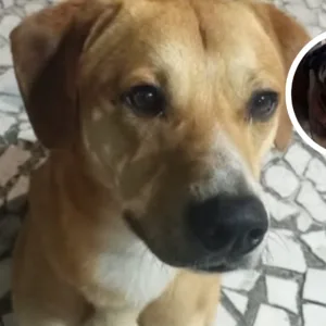 Adolescentes investigados no caso do cão Orelha não participaram das agressões ao Caramelo, diz polícia