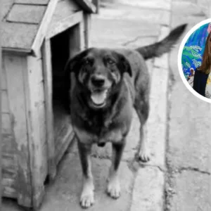 'Alerta doloroso', primeira-dama Janja fala sobre morte do cão Orelha