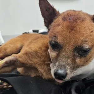 Cão é espancado e abandonado dentro de saco plástico