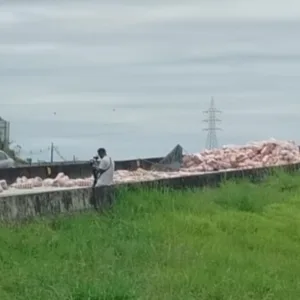 Carreta carregada de arroz tomba sobre viaduto e bloqueia totalmente a BR-101 em SC- OCP News/ Divulgação 