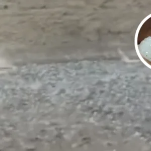 Chuva de granizo surpreende moradores em cidade de SC; veja vídeo - Foto: Divulgação/Redes Sociais