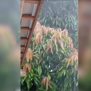 Chuva forte e granizo são registrados em Nova Trento nesta quarta-feira (14)