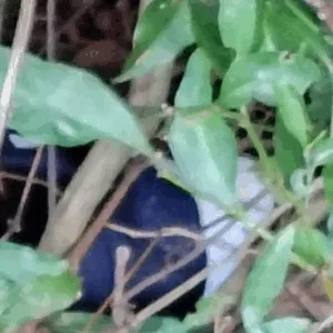 Corpo decapitado é encontrado sem a cabeça em área de mata em SC - Foto: PCSC