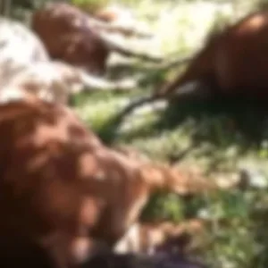 Descarga elétrica mata 26 animais em propriedade rural no interior de Urupema | Reprodução