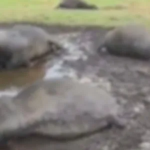 Descarga elétrica mata sete búfalos em propriedade rural de São Joaquim | Imagem: Mycchel Legnaghi