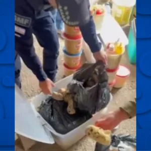 Fiscalização descobre cozinha clandestina em praia badalada de Florianópolis