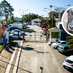 Hospital Veterinário Municipal de Florianópolis vai se chamar Cão Orelha | Foto: Allan Carvalho/PMF