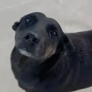 Mário Motta apresenta Lei Orelha