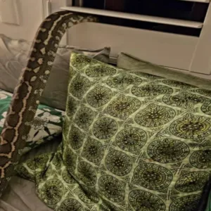 Mulher acorda com cobra píton de 2,5 m em cima dela