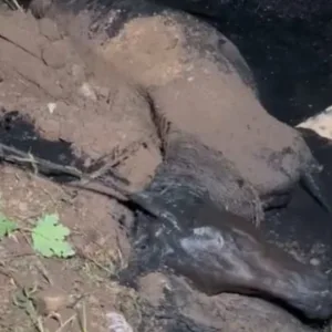 Operação mobiliza Bombeiros e Prefeitura para resgate de égua em córrego de Lages