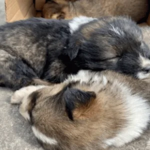 Homem é condenado por maus-tratos após abandonar filhotes em SC