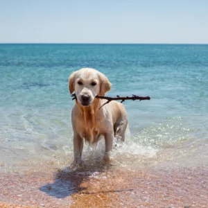 Florianópolis vai liberar pets na praia; veja onde