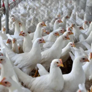 SC bate recorde histórico e exporta 2 milhões de toneladas de carnes em 2025