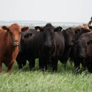 Serra Catarinense consolida protagonismo no agronegócio com união entre tradição e tecnologia