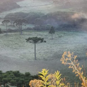 Serra Catarinense registra primeira geada de 2026 em pleno mês de janeiro | Fotos: Wagner Urbano