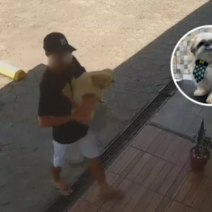 Tutor 'desaparece' após deixar cachorro em pet shop de Florianópolis | Foto: Cedido
