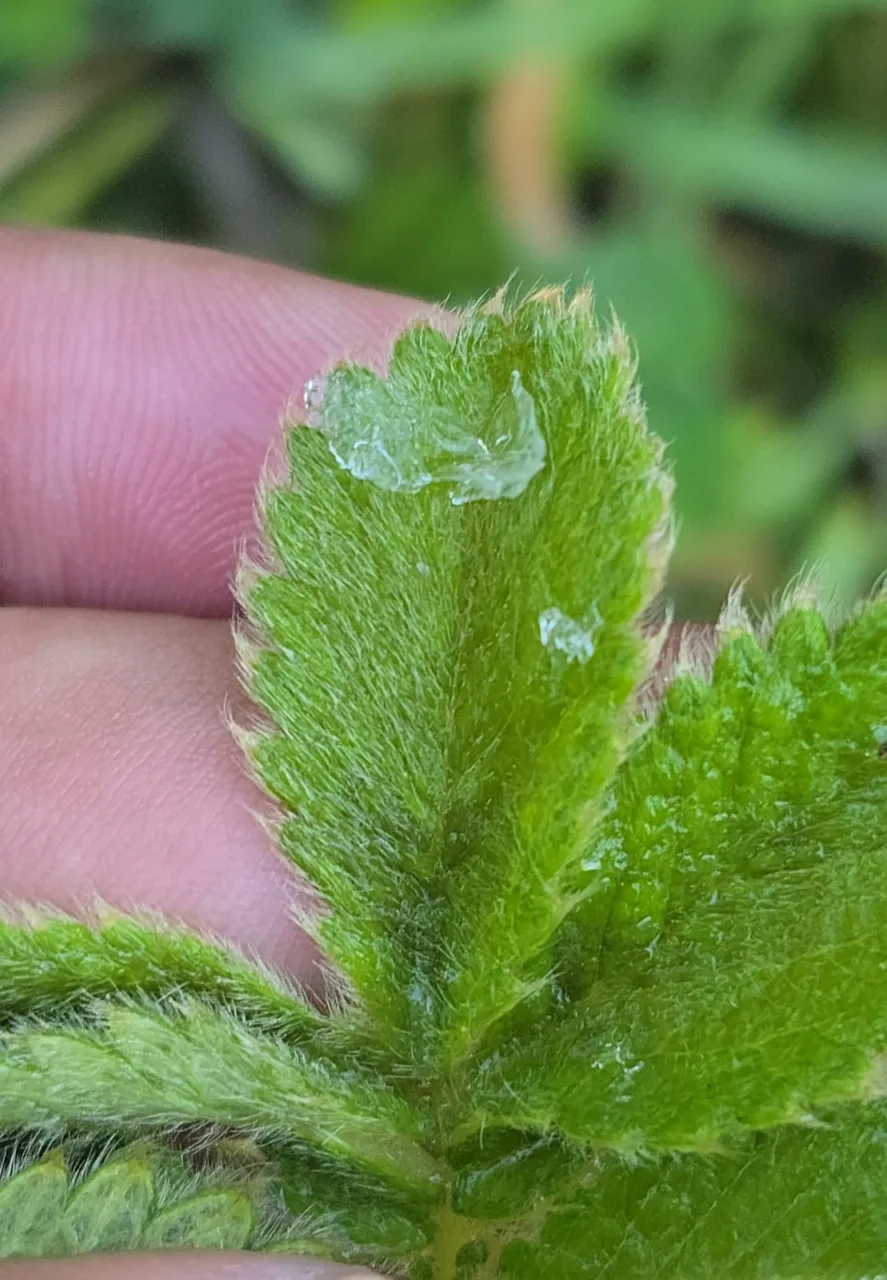 Verão gelado; Vale do Caminhos da Neve amanhece coberto por gelo