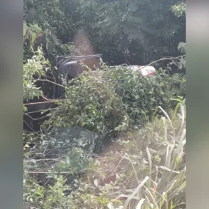 Vítimas de acidente na BR-158 são atacadas por enxame de abelhas