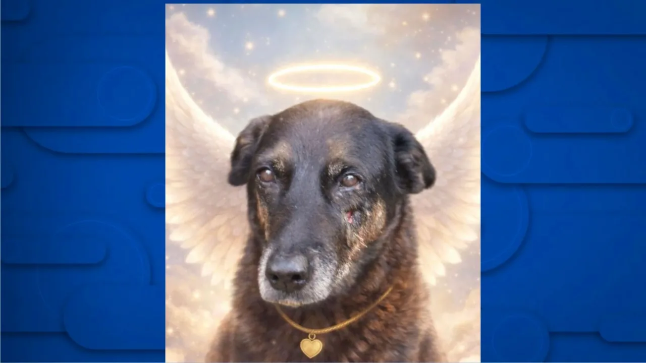 Imagem: Carol / Reprodução