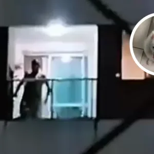 cão é resgatado após denúncia de maus-tratos em Joinville