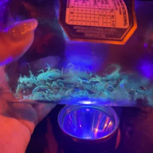 escorpião-amarelo Gravatal (1)