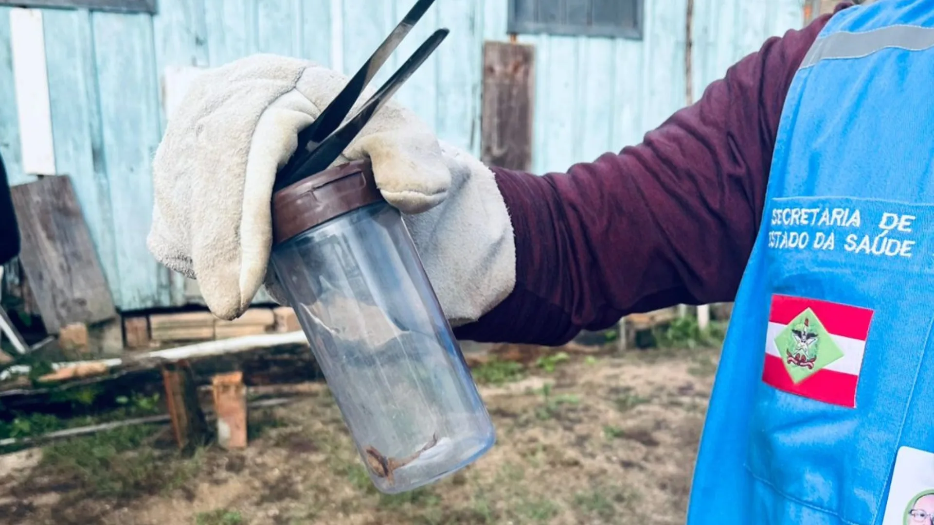 escorpião-amarelo Gravatal (1)