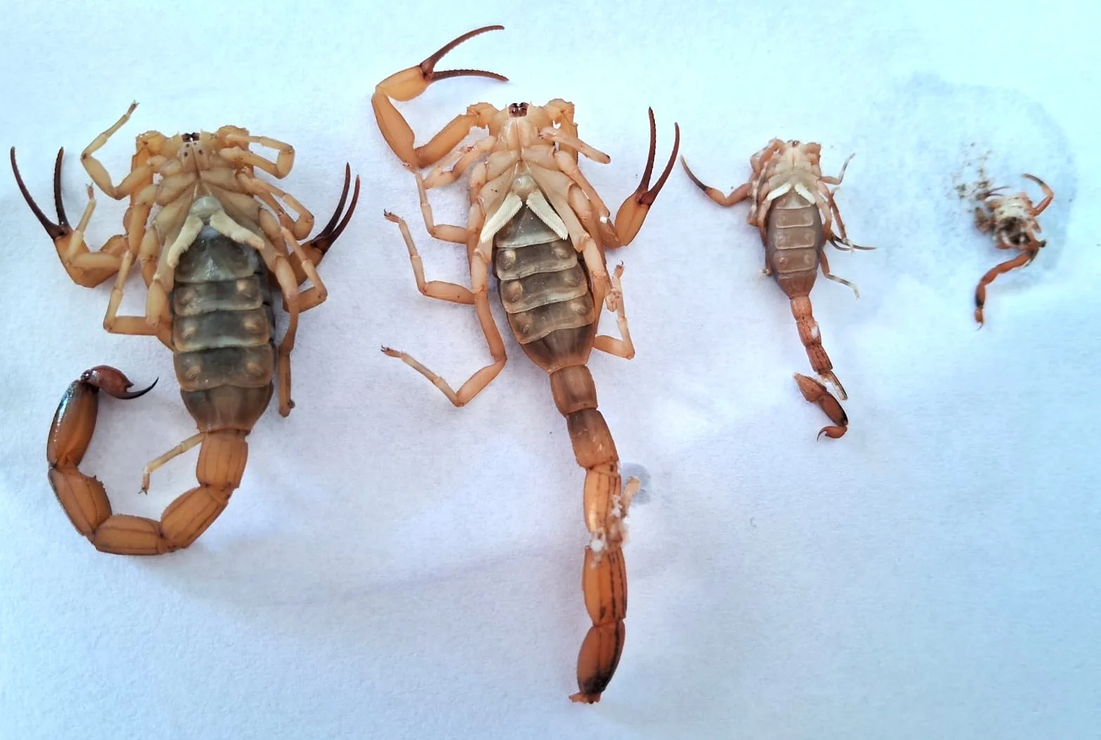 escorpião-amarelo Gravatal (1)