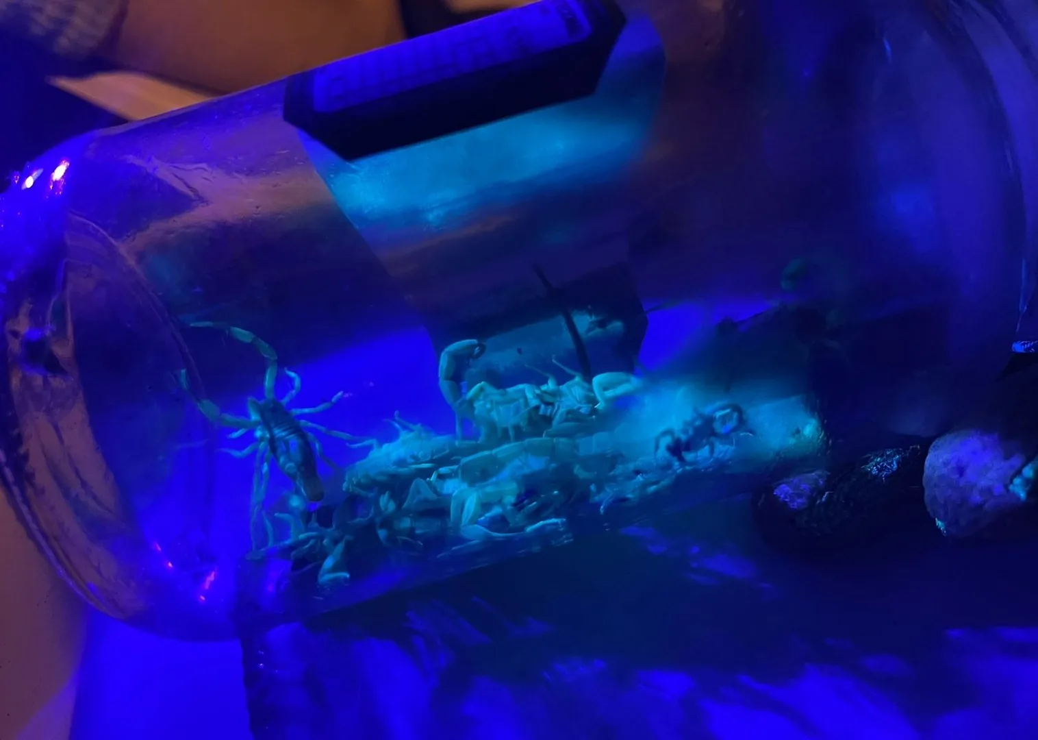 escorpião-amarelo Gravatal (1)