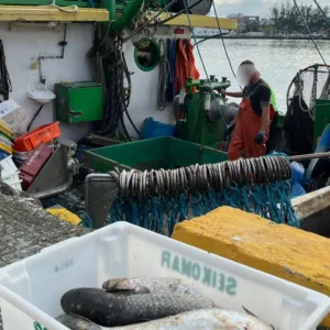 Ministério da Pesca abre inscrições para embarcações para a temporada da tainha 2026 - Foto: Divulgação