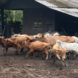 Foto: Liliane da Frada/Reprodução