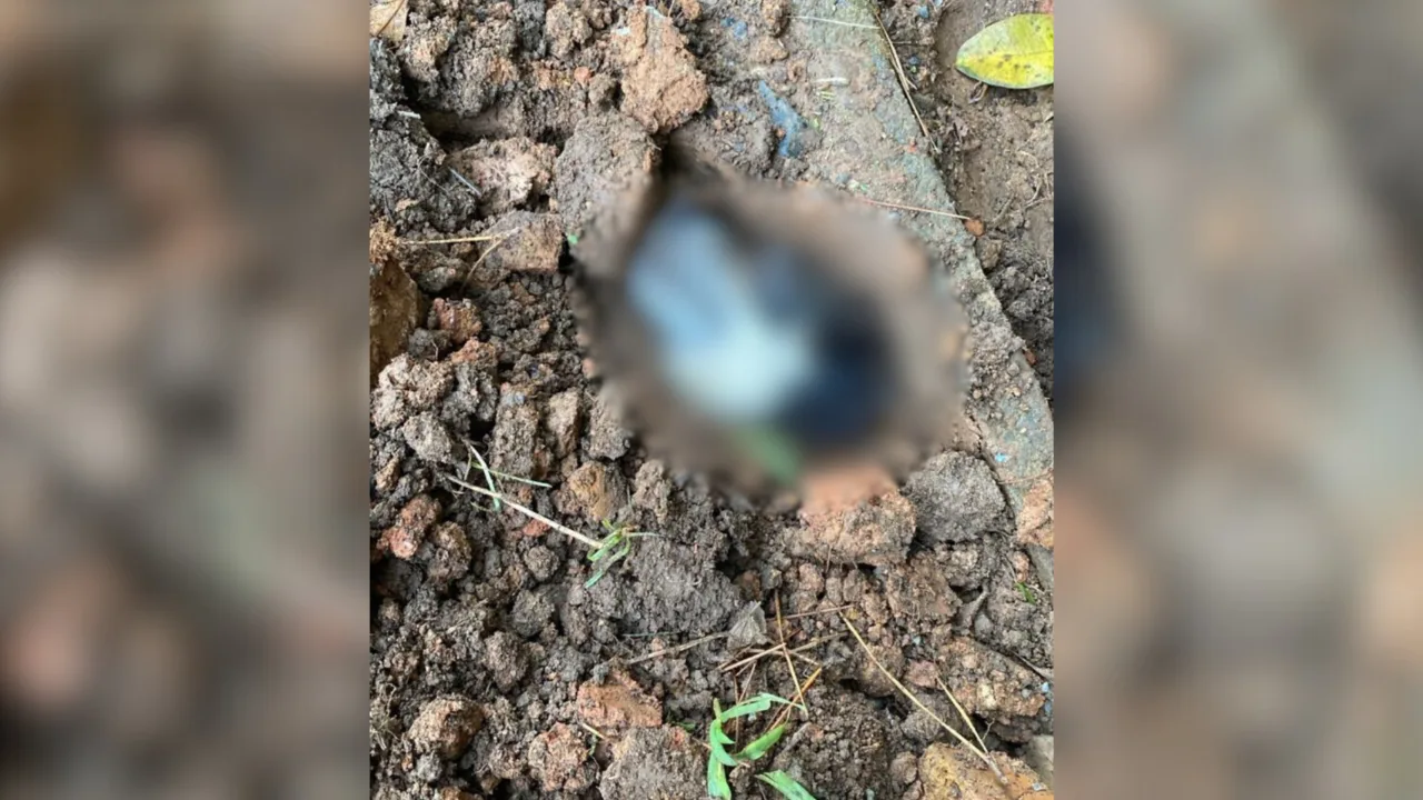 Cadela enterrada viva