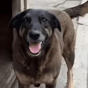 Cão Orelha: software francês ajudou a localizar autor durante ataque | Foto: reprodução/Redes Sociais 