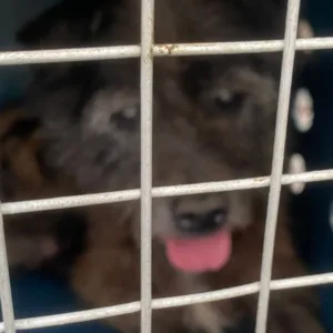 Cão é encontrado morto no quintal e outro é resgatado em situação crítica em Joinville