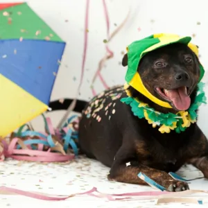 Foto: Prefeitura de Joinville/Reprodução