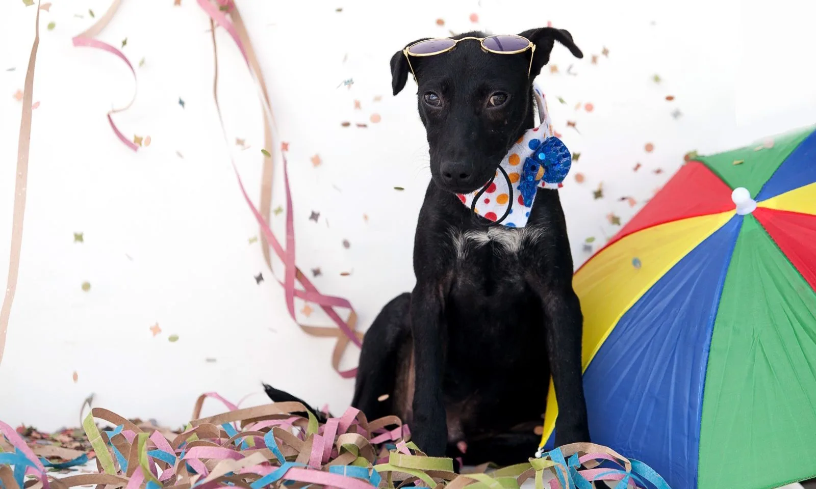 Carnaval de Joinville promove feira de adoção de animais; saiba detalhes (1)