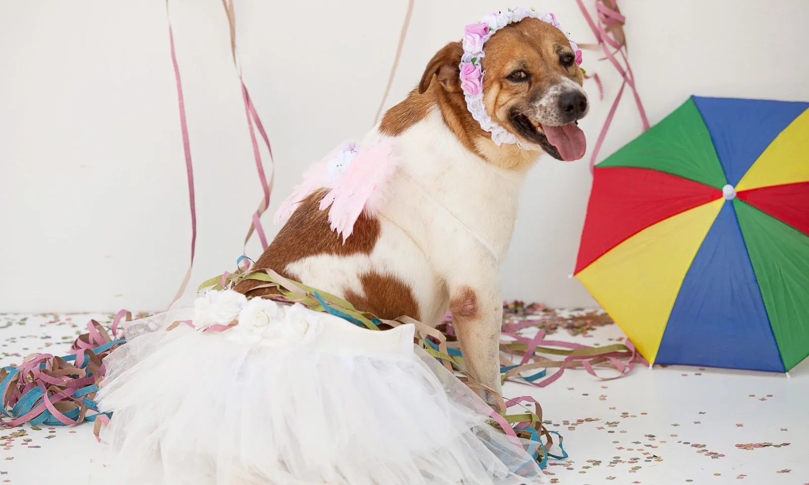 Carnaval de Joinville promove feira de adoção de animais; saiba detalhes (1)