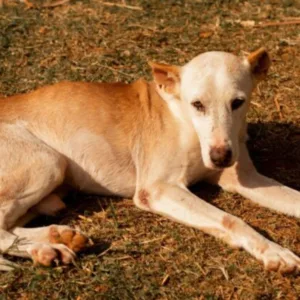 Castração gratuita de fêmeas em Xanxerê; saiba como inscrever seu pet | Foto: Prefeitura de Xanxerê