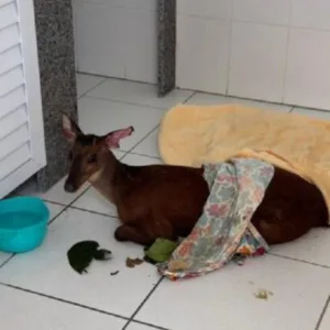 Foto: Fujama/Reprodução