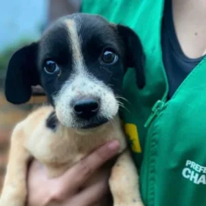 Chapecó apresenta “Lei Cão Orelha” para fortalecer proteção animal