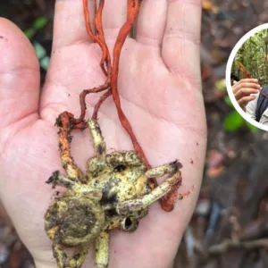 Cientistas descobrem 'fungo zumbi', de série apocalíptica, em tarântula na Amazônia | Foto: Acervo pessoal via UFSC