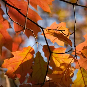 Contagem regressiva para o fim do verão, o que esperar do outono em SC