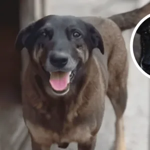 Defesa de adolescente contesta indiciamento por morte do cão Orelha em SC - Foto: Divulgação/Redes Sociais