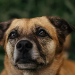 Dibea registra 120 casos de maus-tratos apenas em janeiro de 2026 | Foto: Canva | Imagem ilustrativa | Reprodução