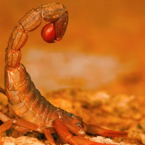 Escorpiões em Xanxerê: Vigilância Sanitária faz alerta