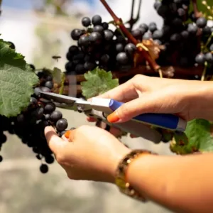 Expectativa é que o vinho catarinense tenha uma das melhores safras da história em 2026