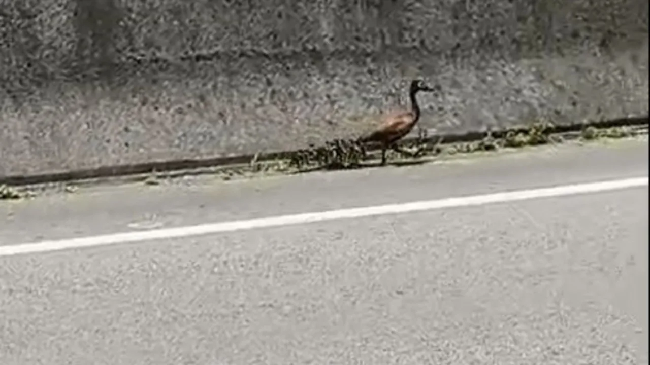 Família em apuros PRF resgata mãe e 9 filhotes na BR-101