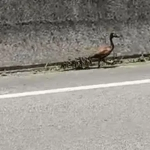 Família em apuros PRF resgata mãe e 9 filhotes na BR-101