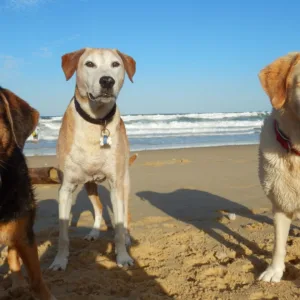 Florianópolis libera cães em praias com regras