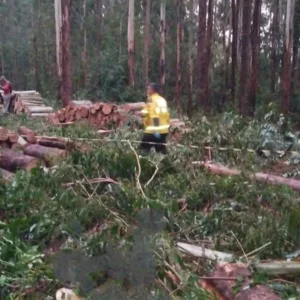 Homem morre após ser atingido por árvore durante trabalho em SC - Foto: CBMSC