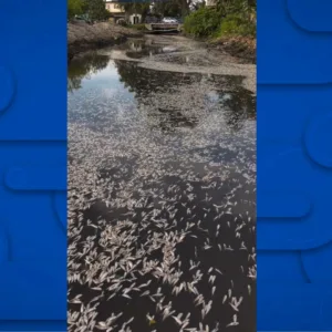 IMA aponta causas para peixes mortos em Palhoça